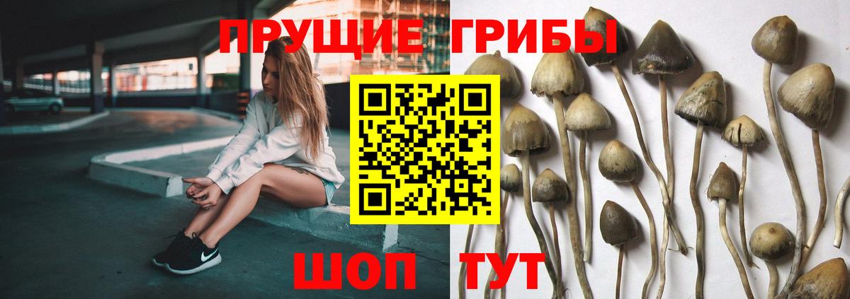 Выборг  Галлюциногенные грибы GOLDEN TEACHER  Вход с VPN 